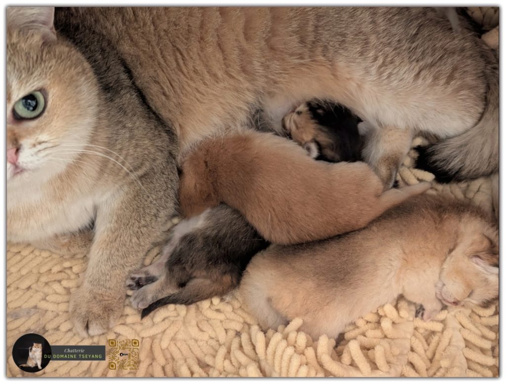 Nos pitchounes  du 12 mars 2026