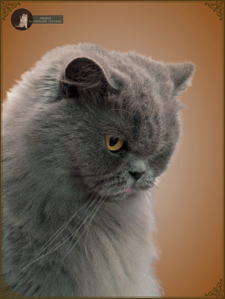 Teddy Brits Gwendolina (future repro)