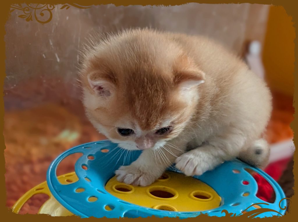 Pitchounes du 1er mars 2026