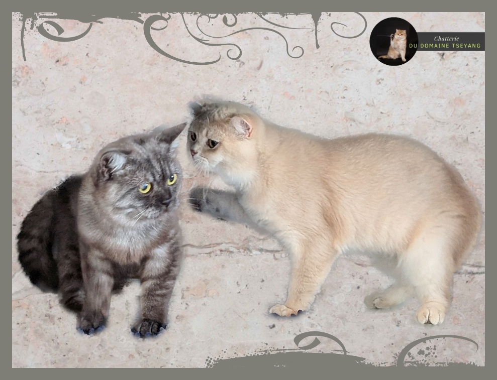 CHATTERIE DU DOMAINE TSEYANG élevage de British, Scottish