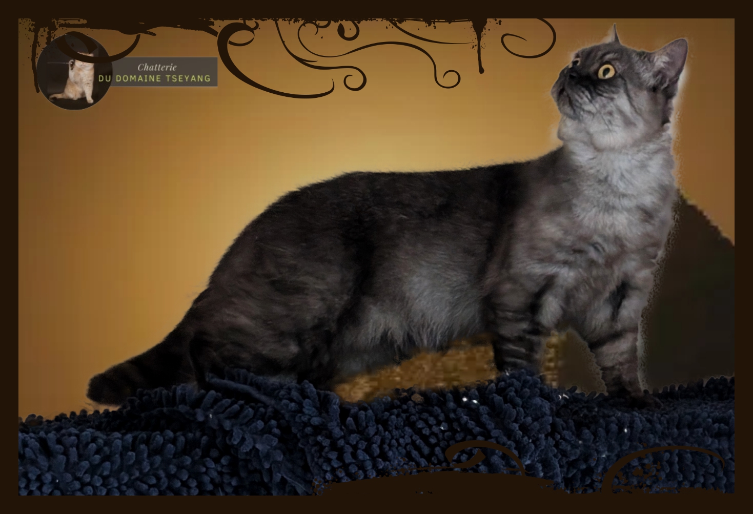 CHATTERIE DU DOMAINE TSEYANG élevage de British, Scottish