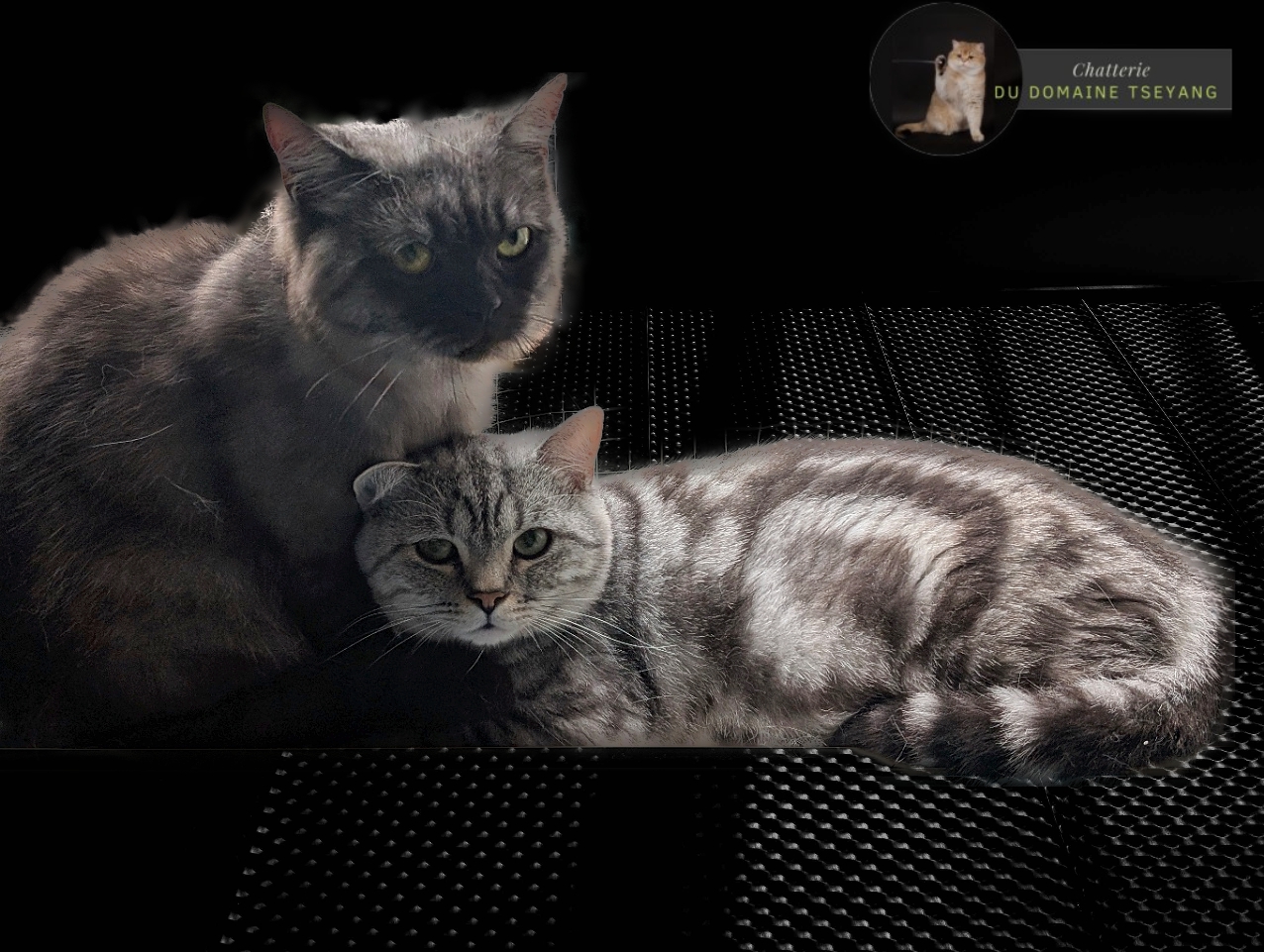 CHATTERIE DU DOMAINE TSEYANG élevage de British, Scottish