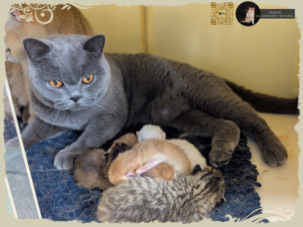 Pitchounes 28 février 2026