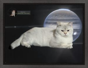 CHATTERIE DU DOMAINE TSEYANG élevage de British, Scottish