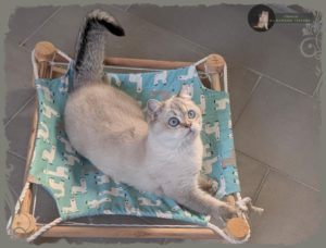 CHATTERIE DU DOMAINE TSEYANG élevage de British, Scottish