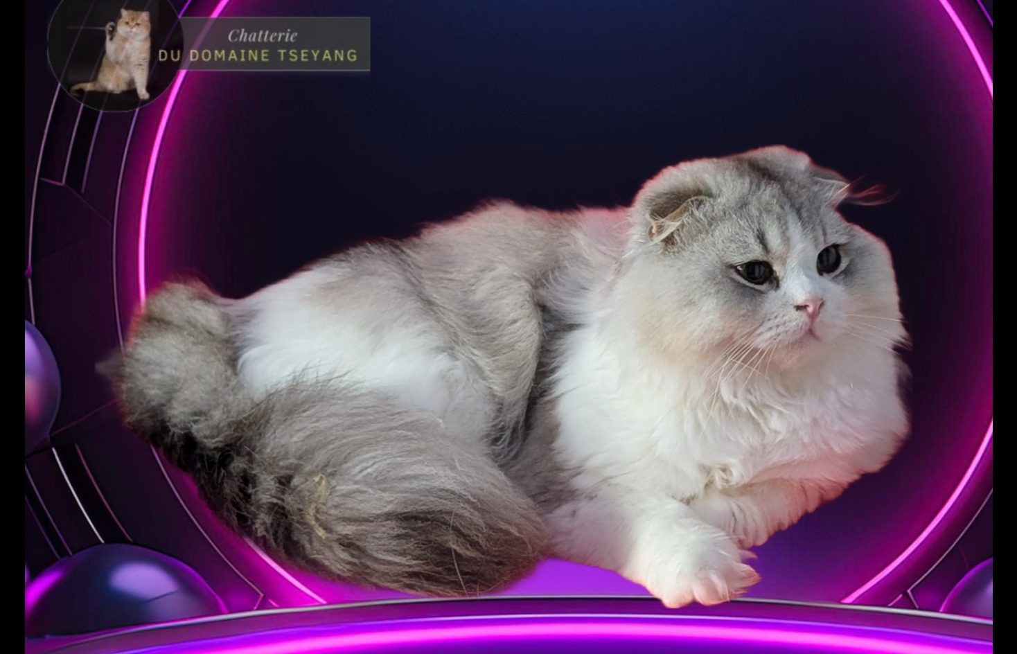 CHATTERIE DU DOMAINE TSEYANG élevage de British, Scottish