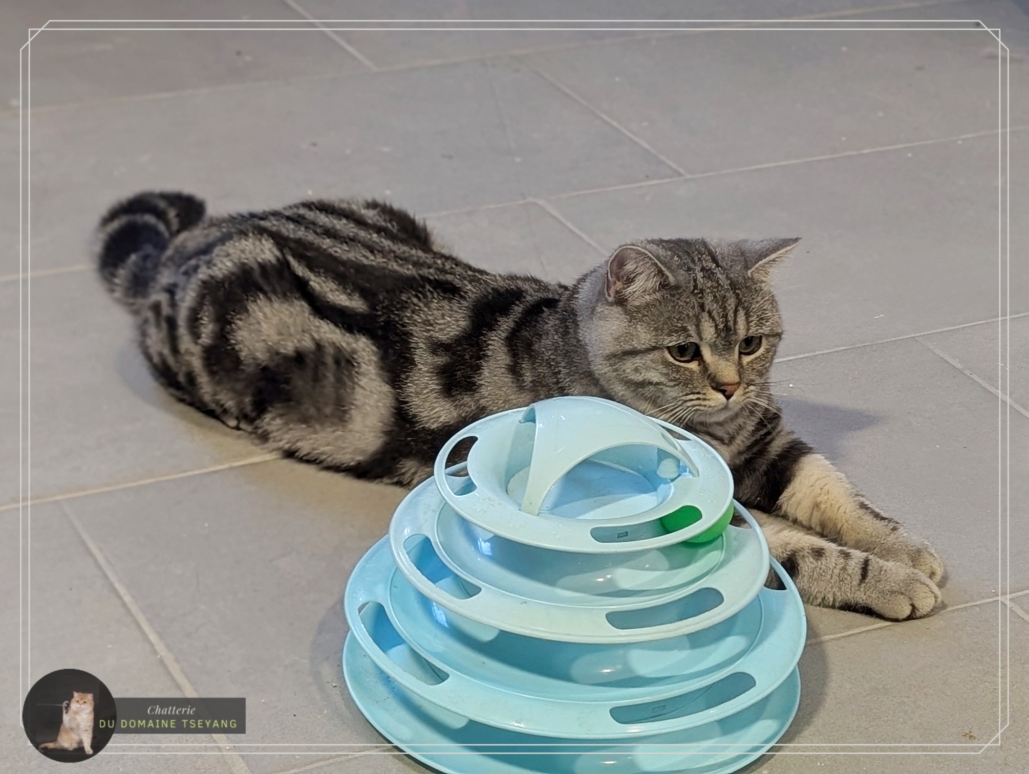 CHATTERIE DU DOMAINE TSEYANG élevage de British, Scottish