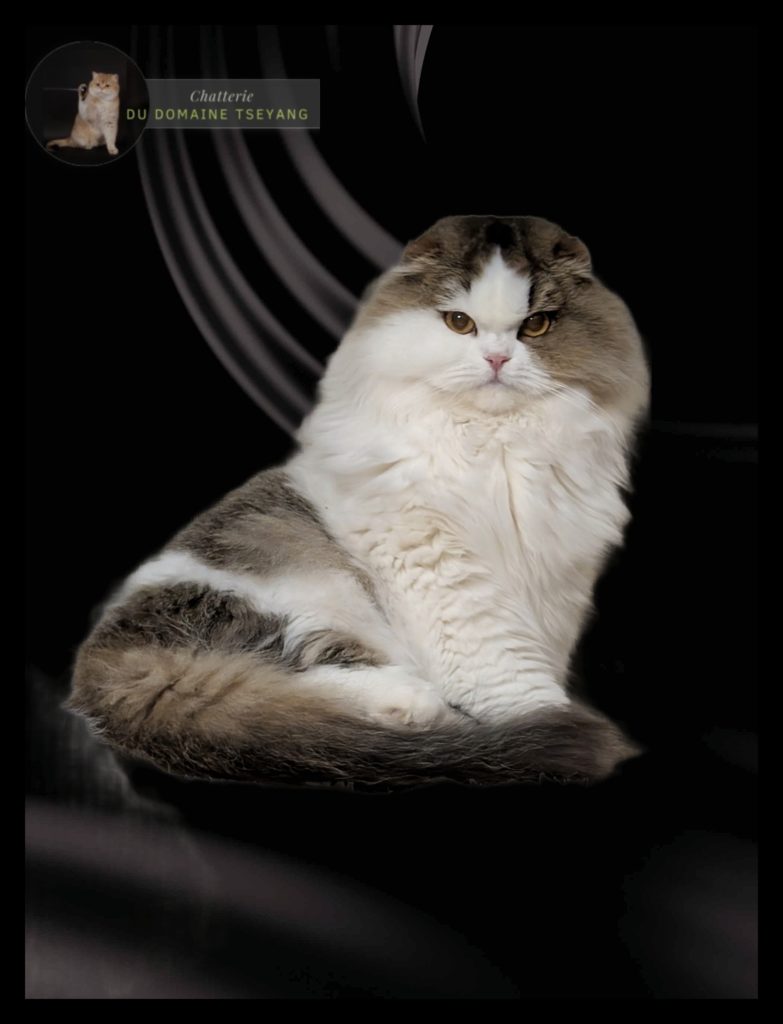 Vinca du Domaine Tseyang (future repro)