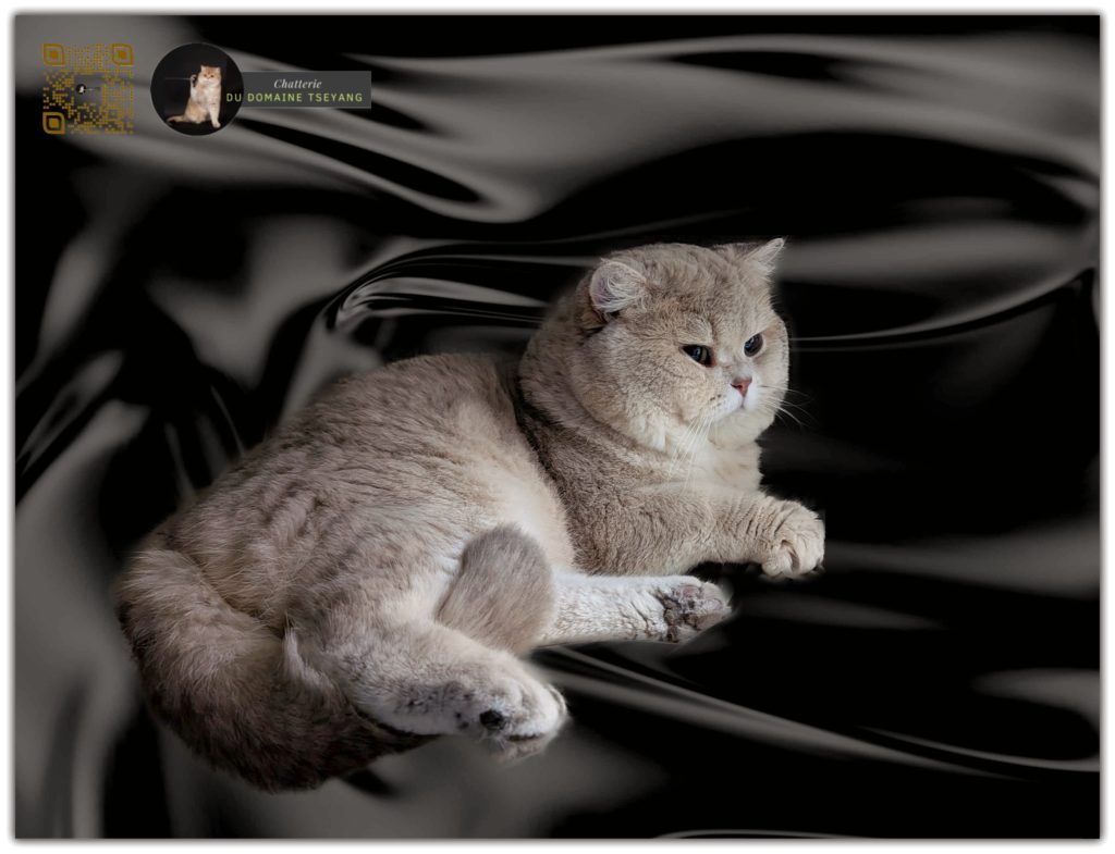 Golden Leon d’Camaro