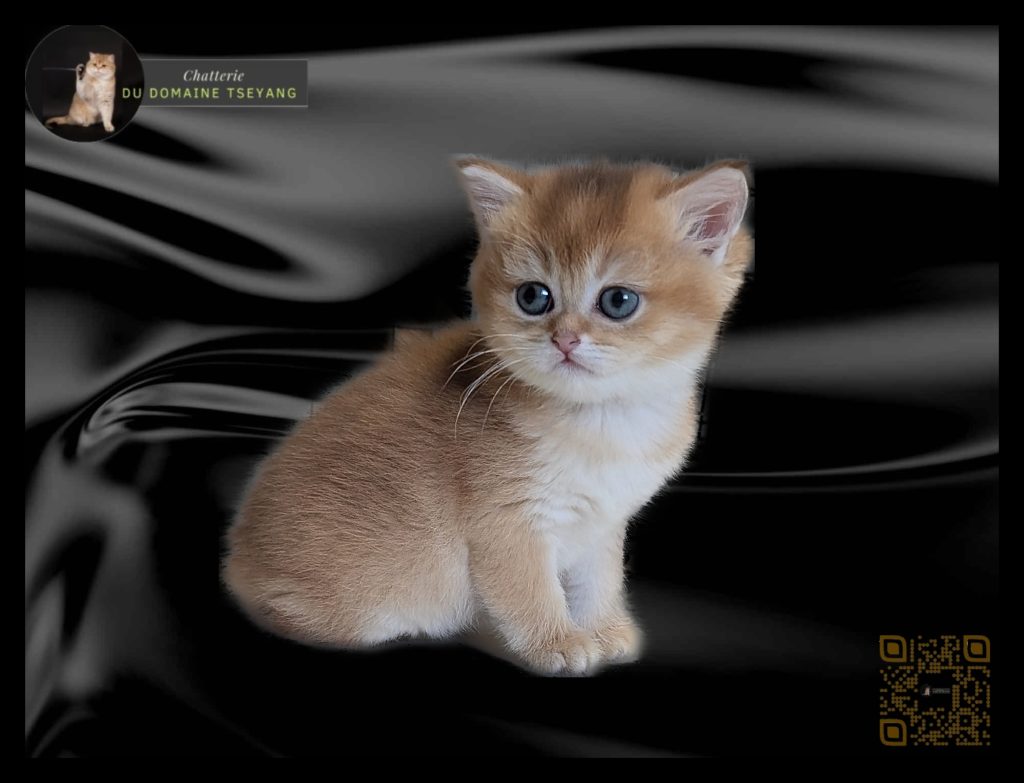 Nos pitchounes  du 12 mars 2026