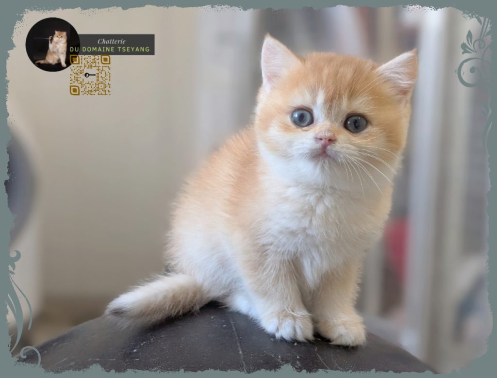 Pitchounes du 1er mars 2026